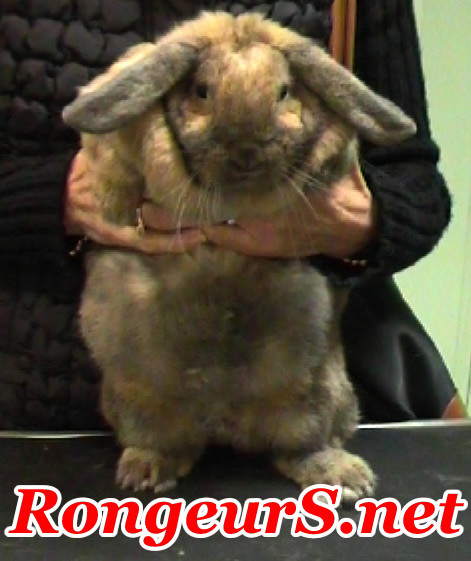 lapin obese