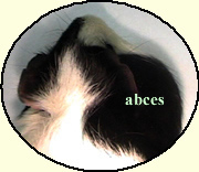 Abces sur cobaye